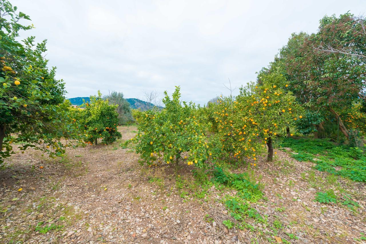 Can Raia Sóller Extérieur photo